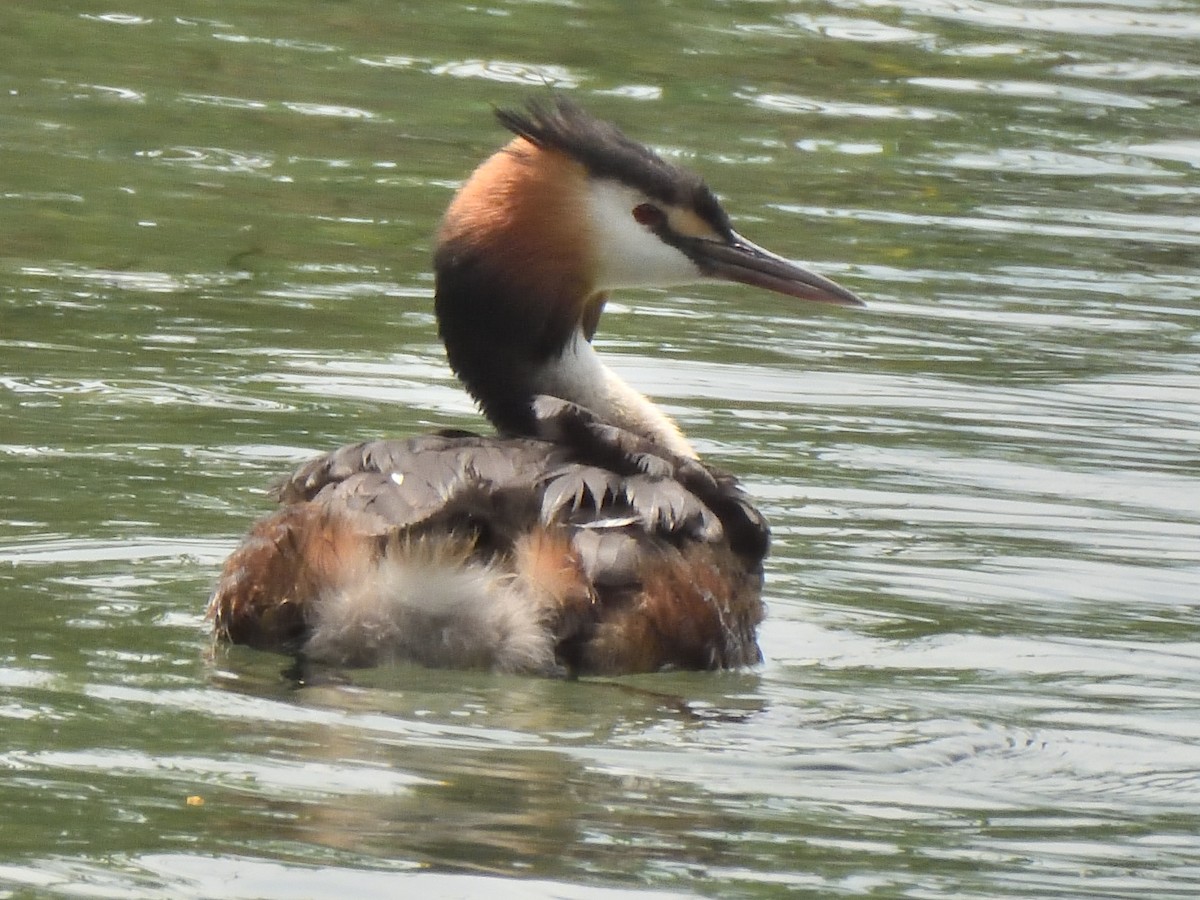 Great Crested Grebe - ML620647288