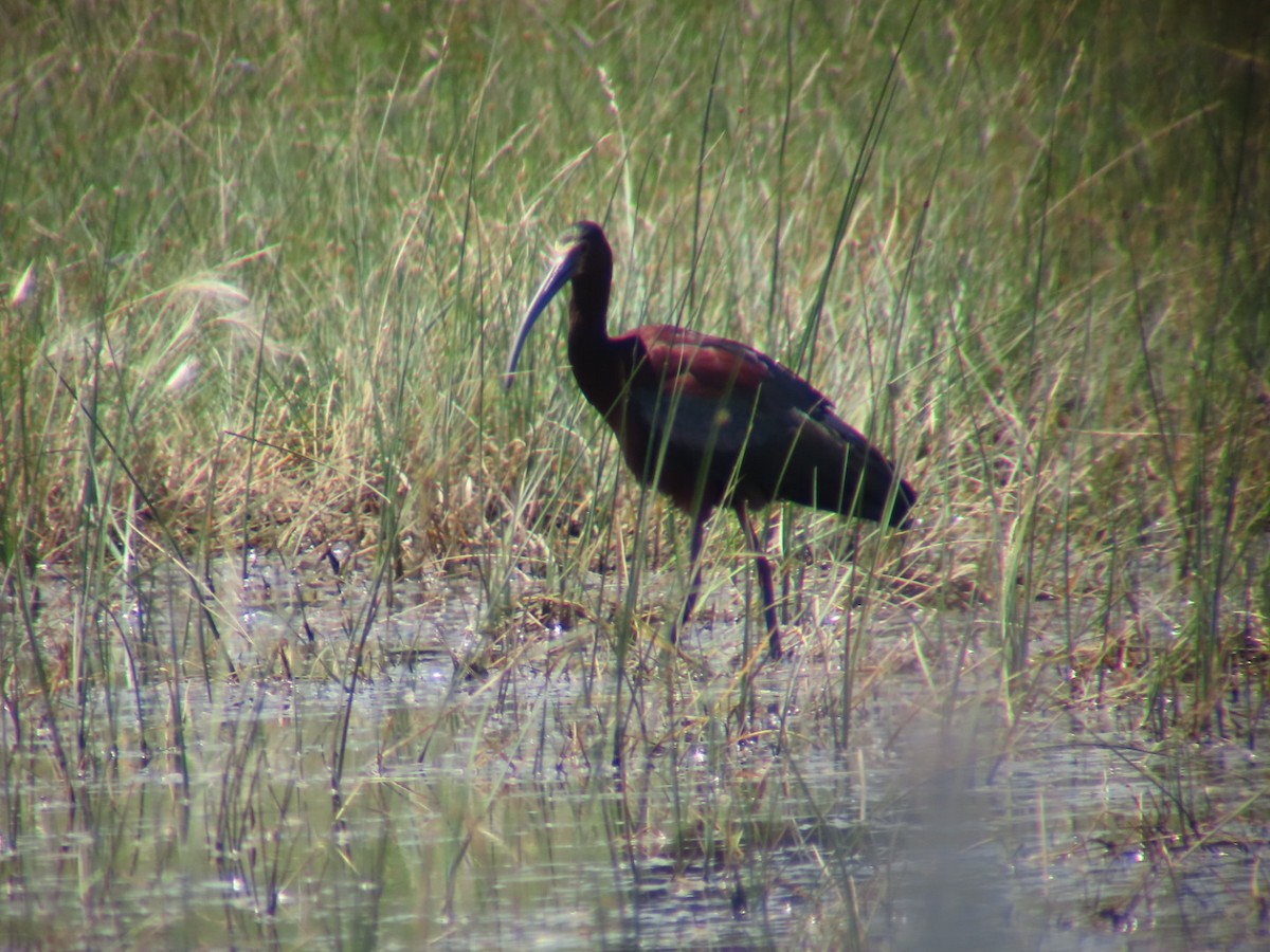 White-faced Ibis - ML620647289