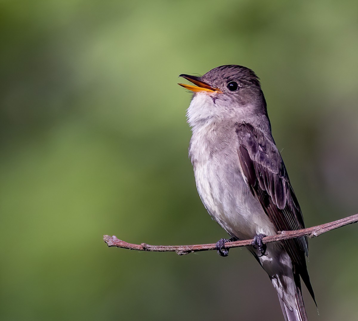 Eastern Wood-Pewee - Mike Murphy