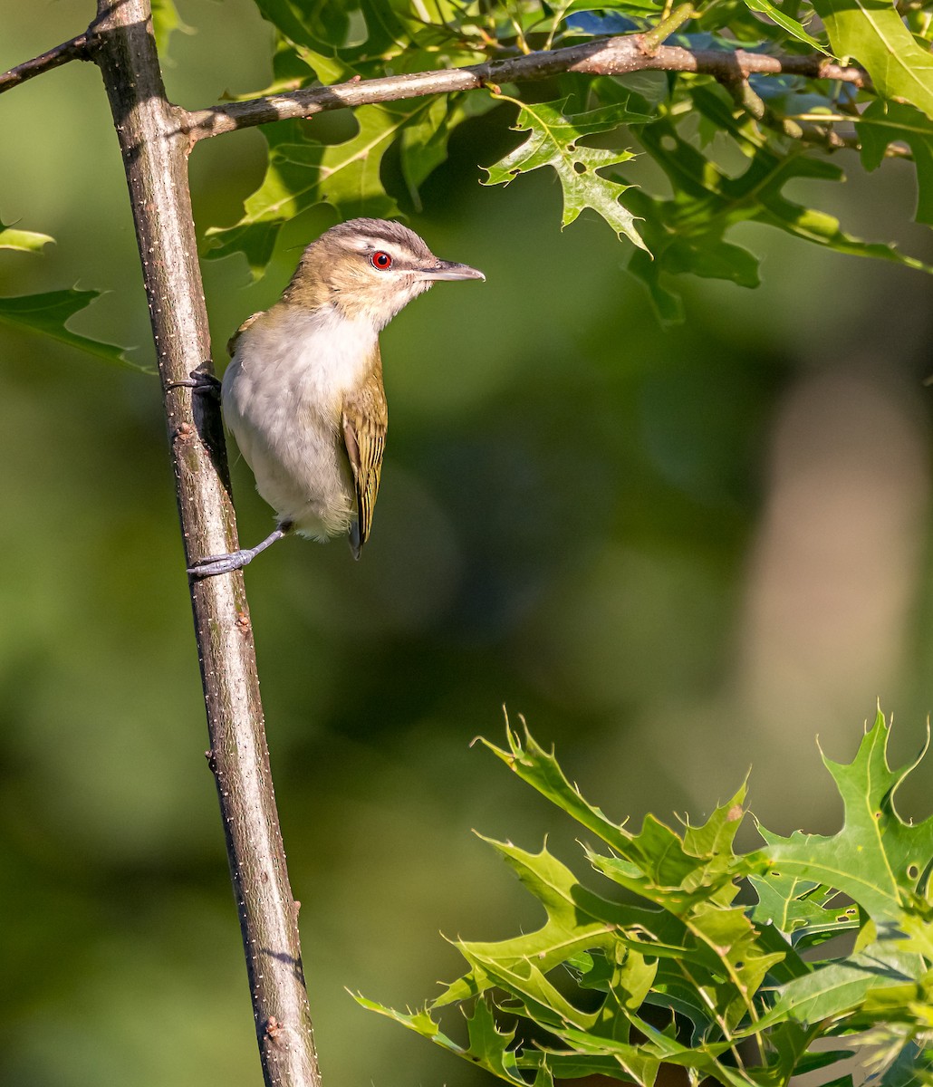 Red-eyed Vireo - ML620647298