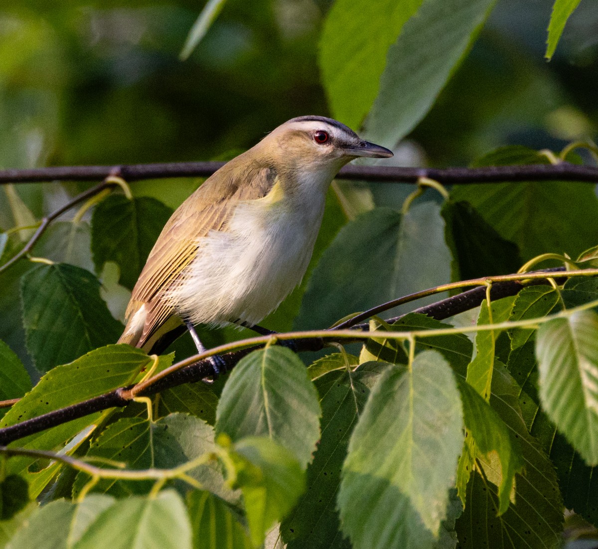 Vireo Ojirrojo - ML620647299