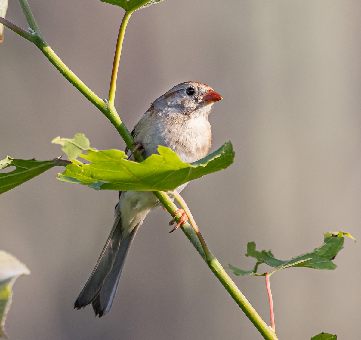 Field Sparrow - ML620647301