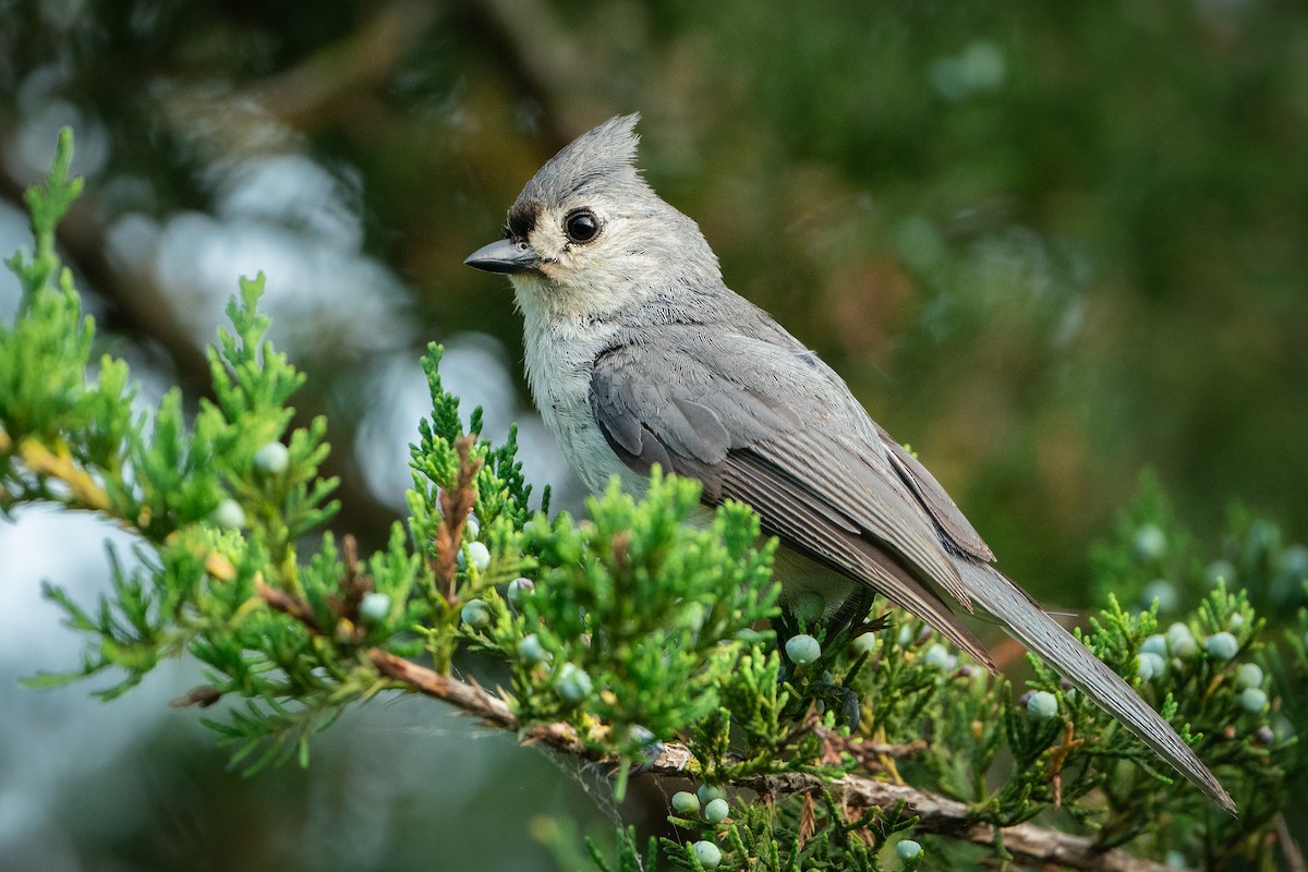 Tufted Titmouse - Shawn Cooper