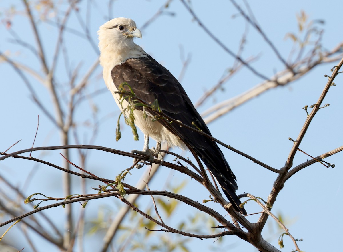 Yellow-headed Caracara - ML620647303