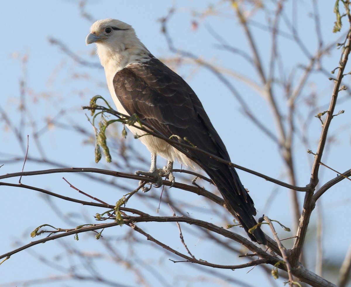 Yellow-headed Caracara - ML620647304