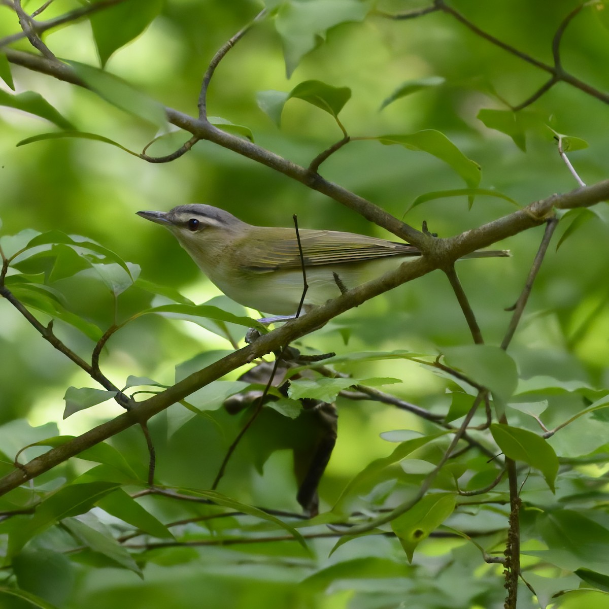 Vireo Ojirrojo - ML620647305