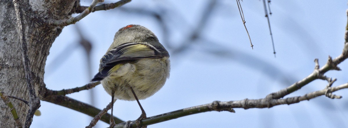 Ruby-crowned Kinglet - ML620647306