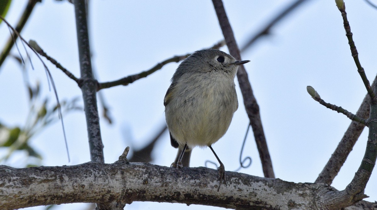 Ruby-crowned Kinglet - ML620647307