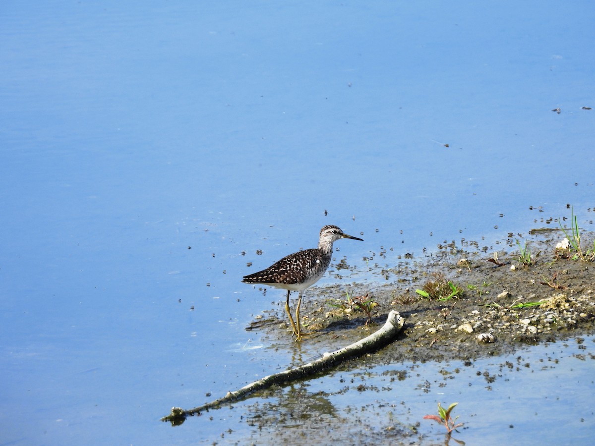 Wood Sandpiper - ML620647309