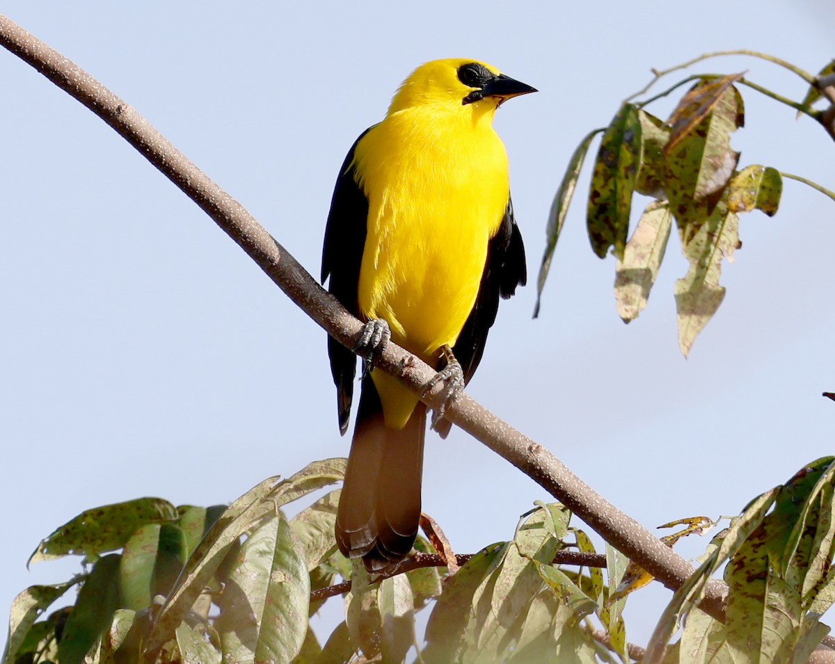 Oriole Blackbird - ML620647316