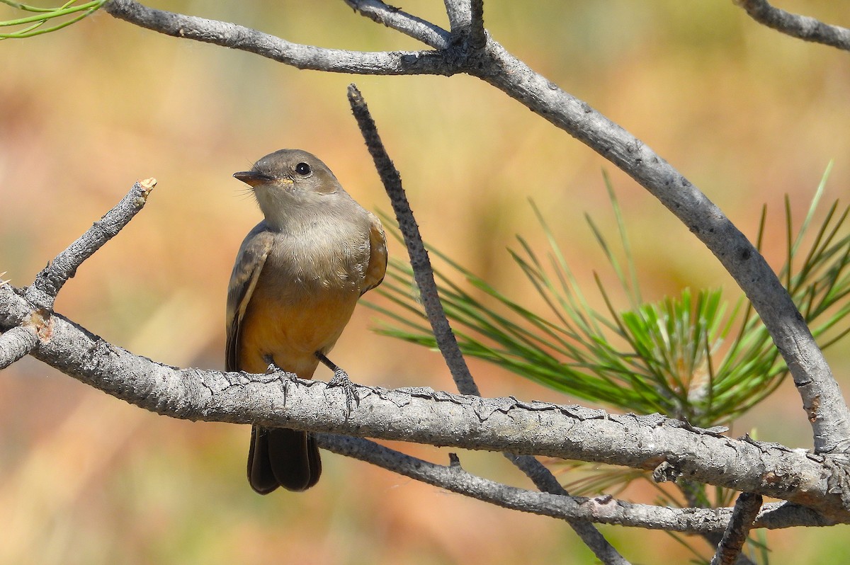 Say's Phoebe - ML620647317