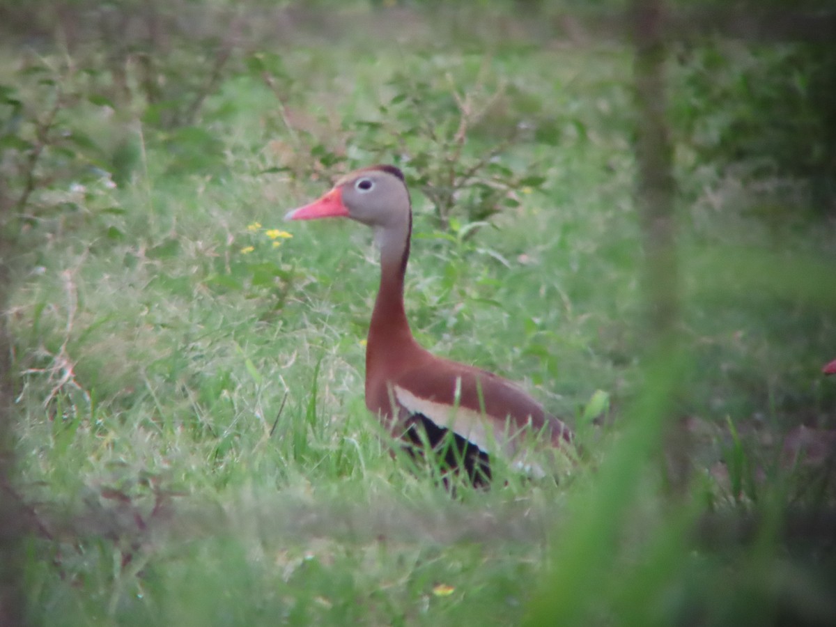 Black-bellied Whistling-Duck - ML620647319