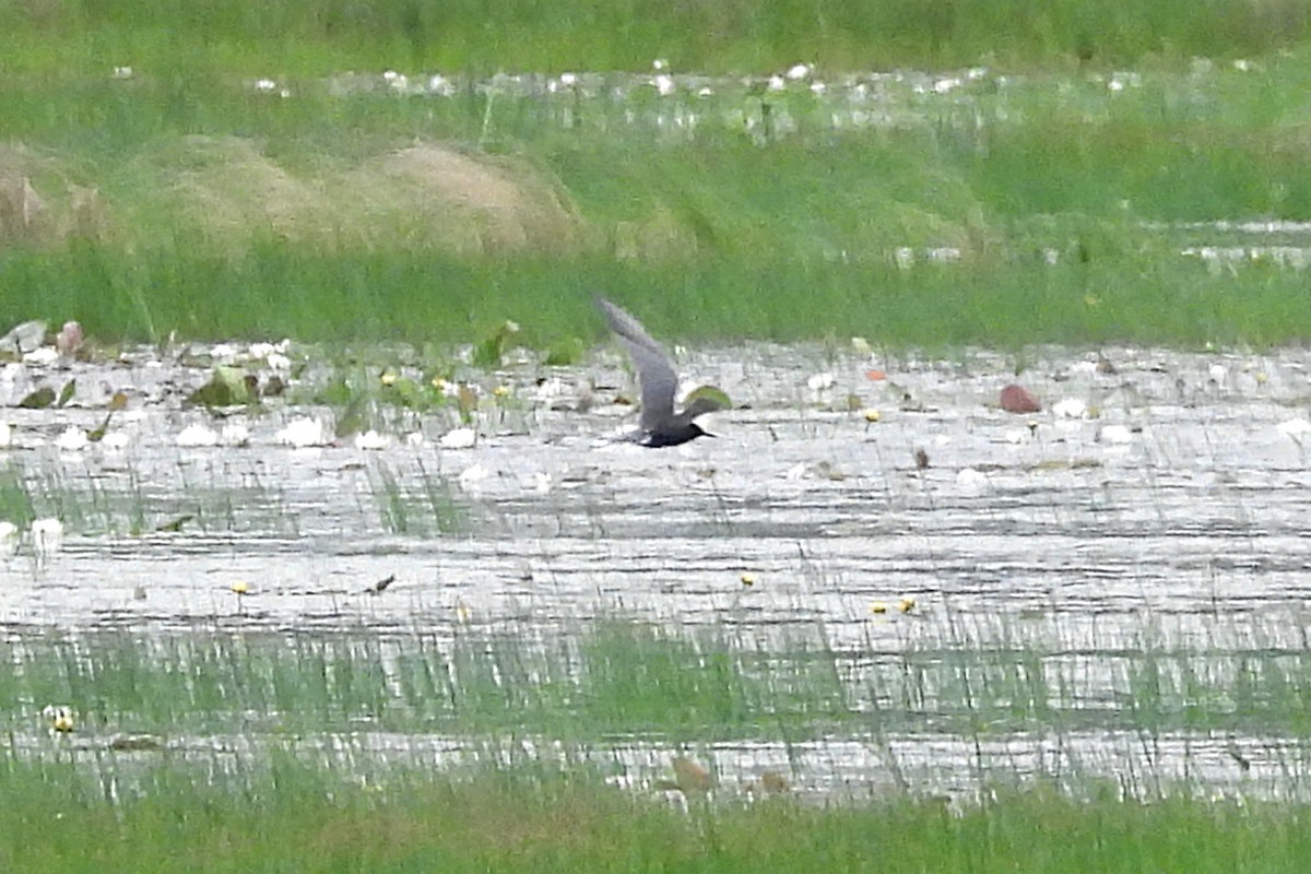 Black Tern - ML620647321