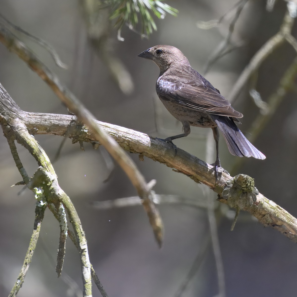 Brown-headed Cowbird - ML620647322