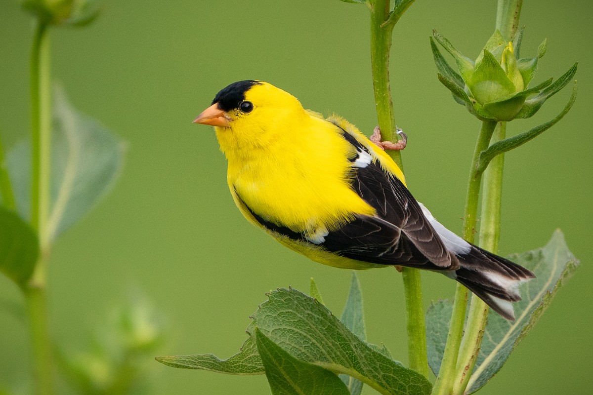 American Goldfinch - ML620647323