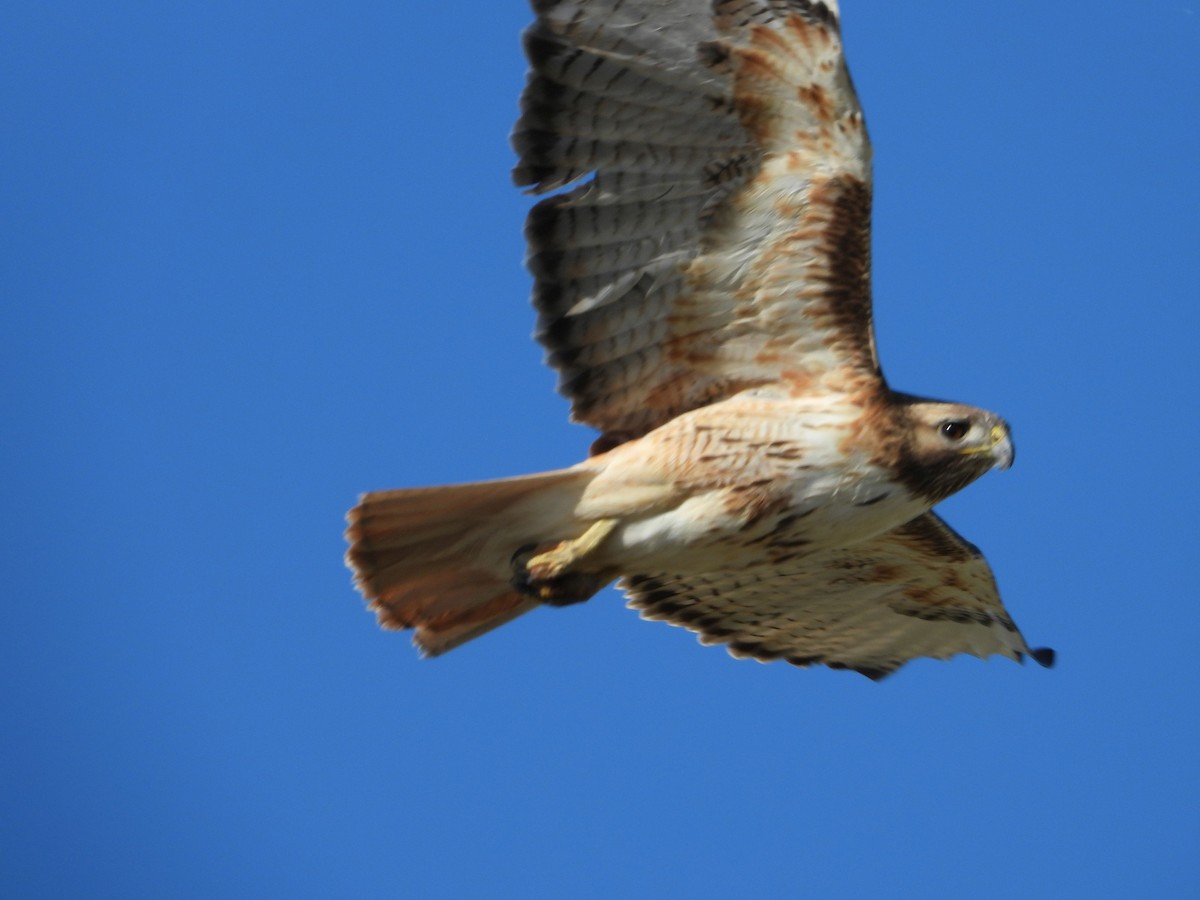 Red-tailed Hawk - ML620647324