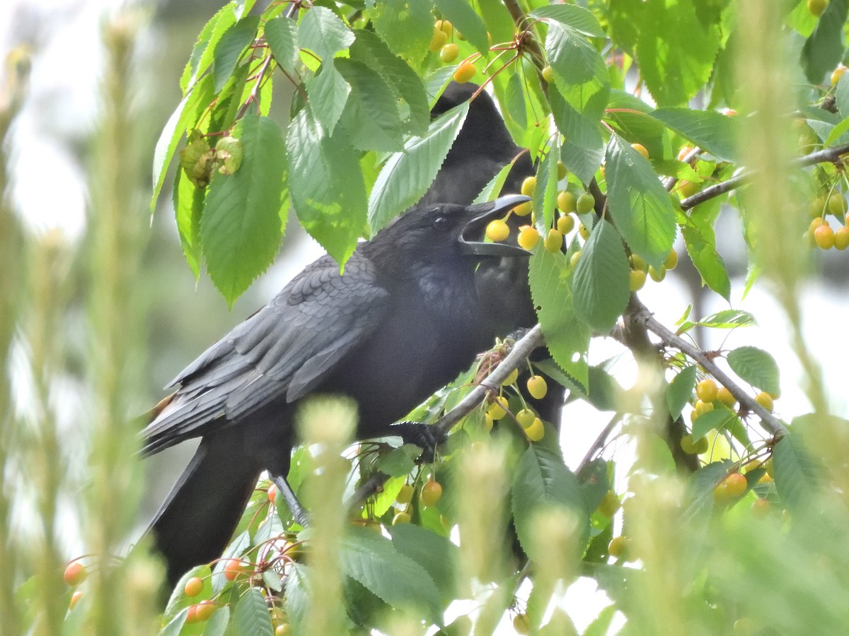 Carrion Crow - ML620647326