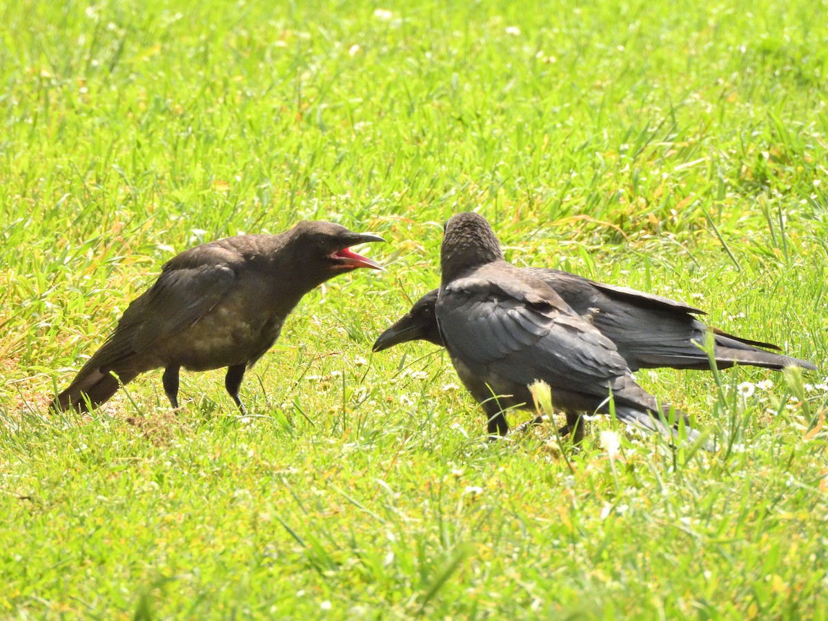 Carrion Crow - ML620647327