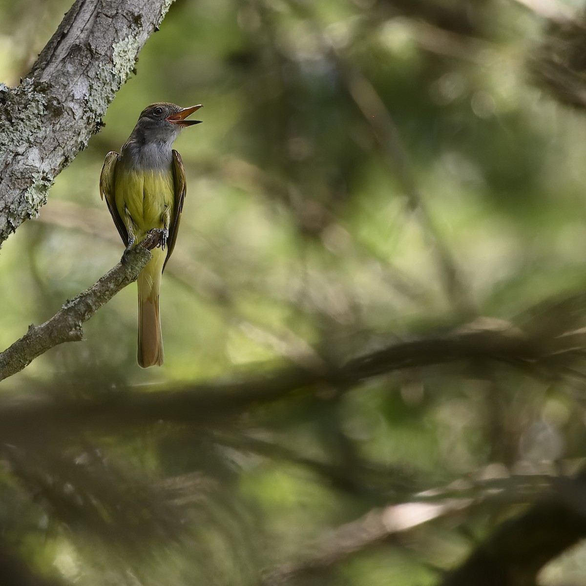 Great Crested Flycatcher - ML620647328