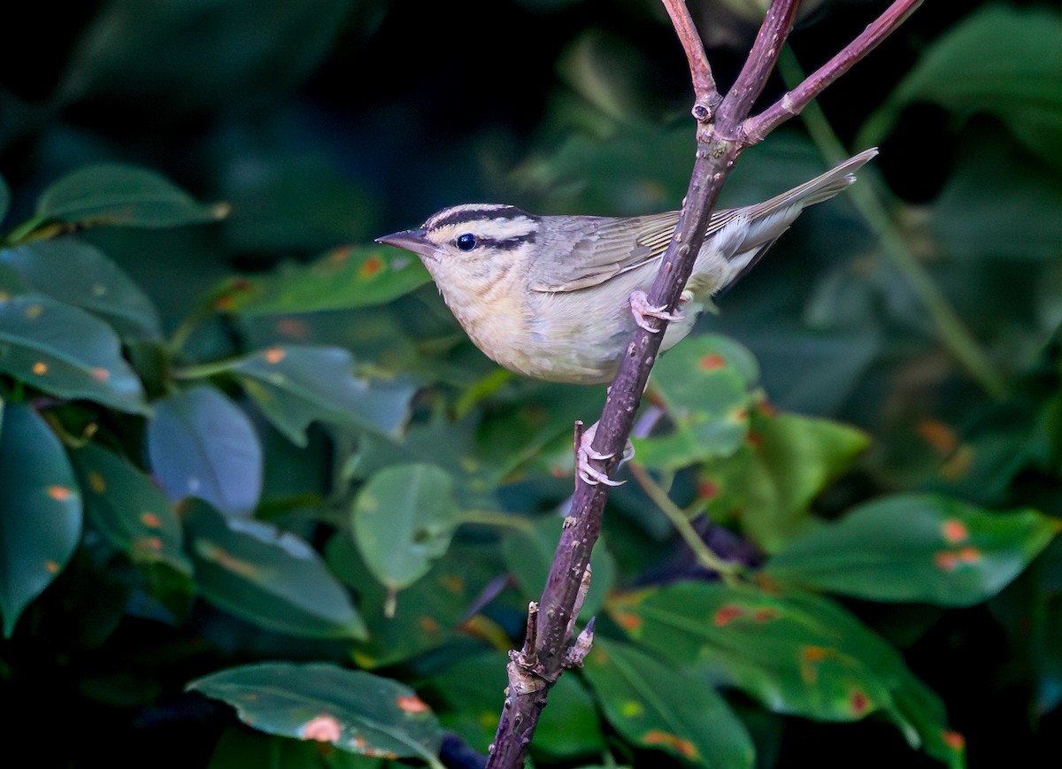 Worm-eating Warbler - ML620647329