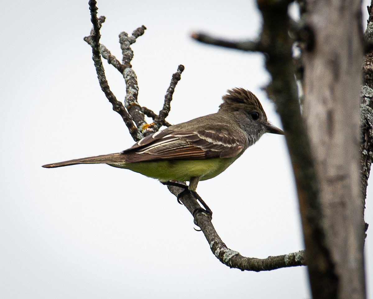 Great Crested Flycatcher - ML620647330