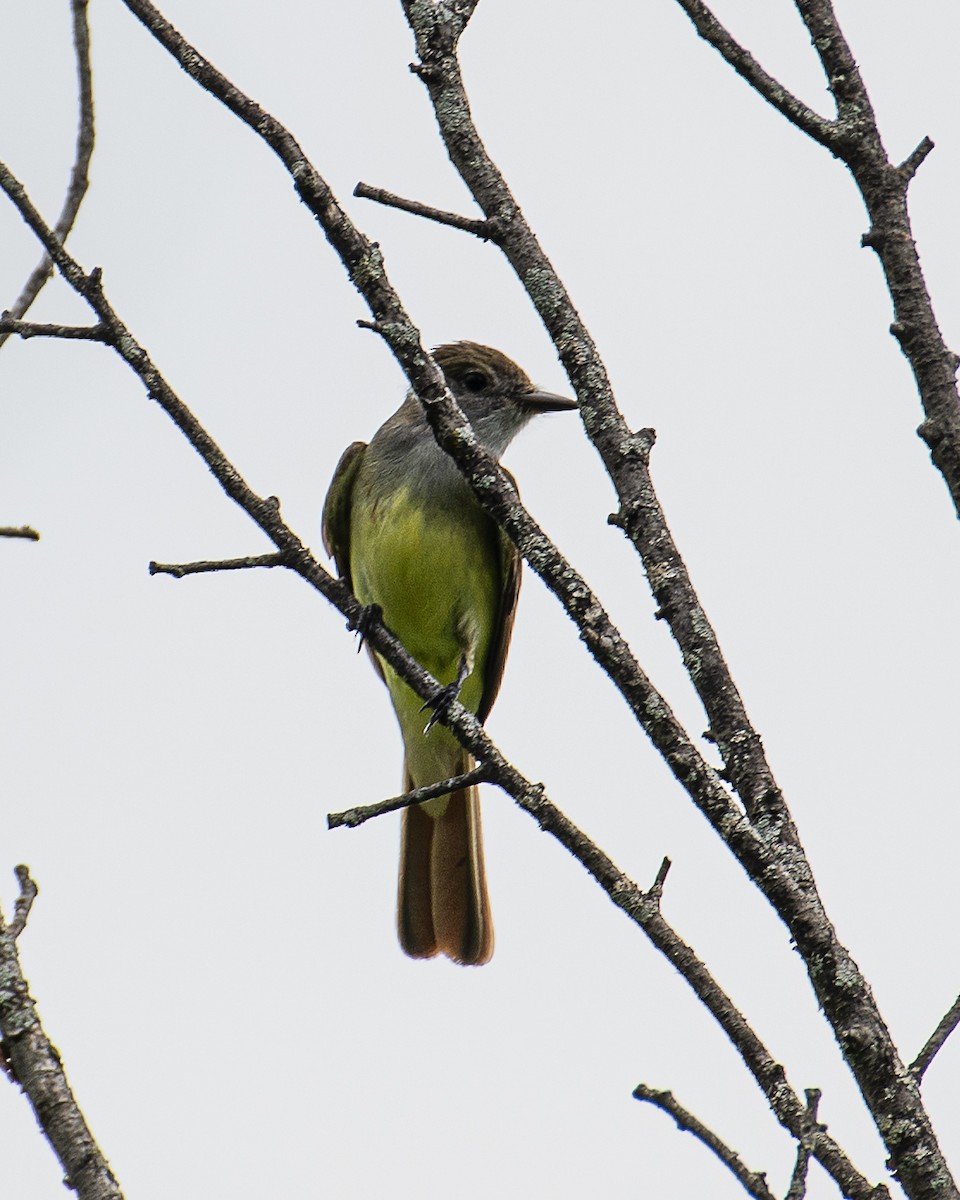 Great Crested Flycatcher - ML620647331