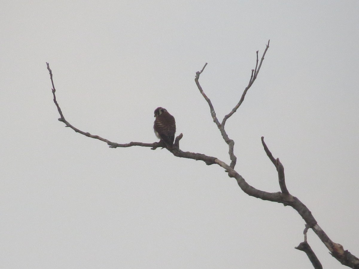 American Kestrel - ML620647333