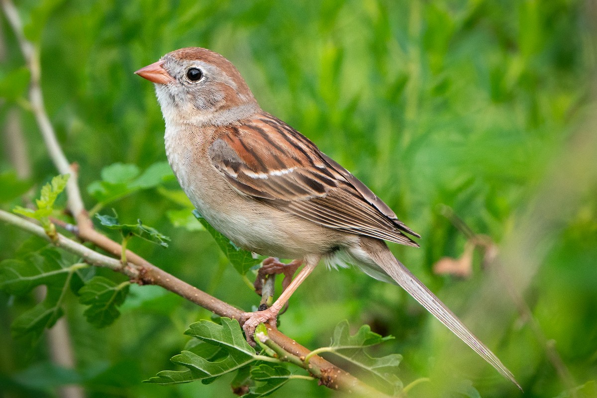 Field Sparrow - ML620647334