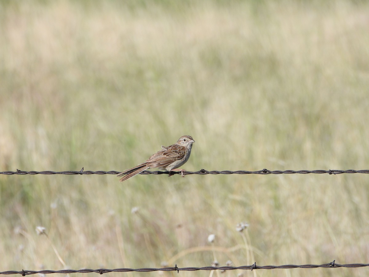 Cassin's Sparrow - ML620647335