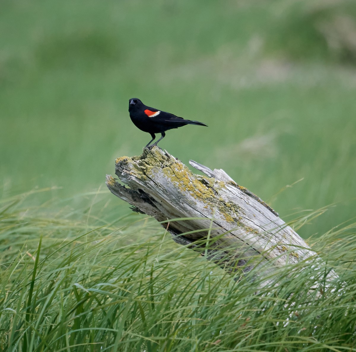 Red-winged Blackbird - Patrice St-Pierre