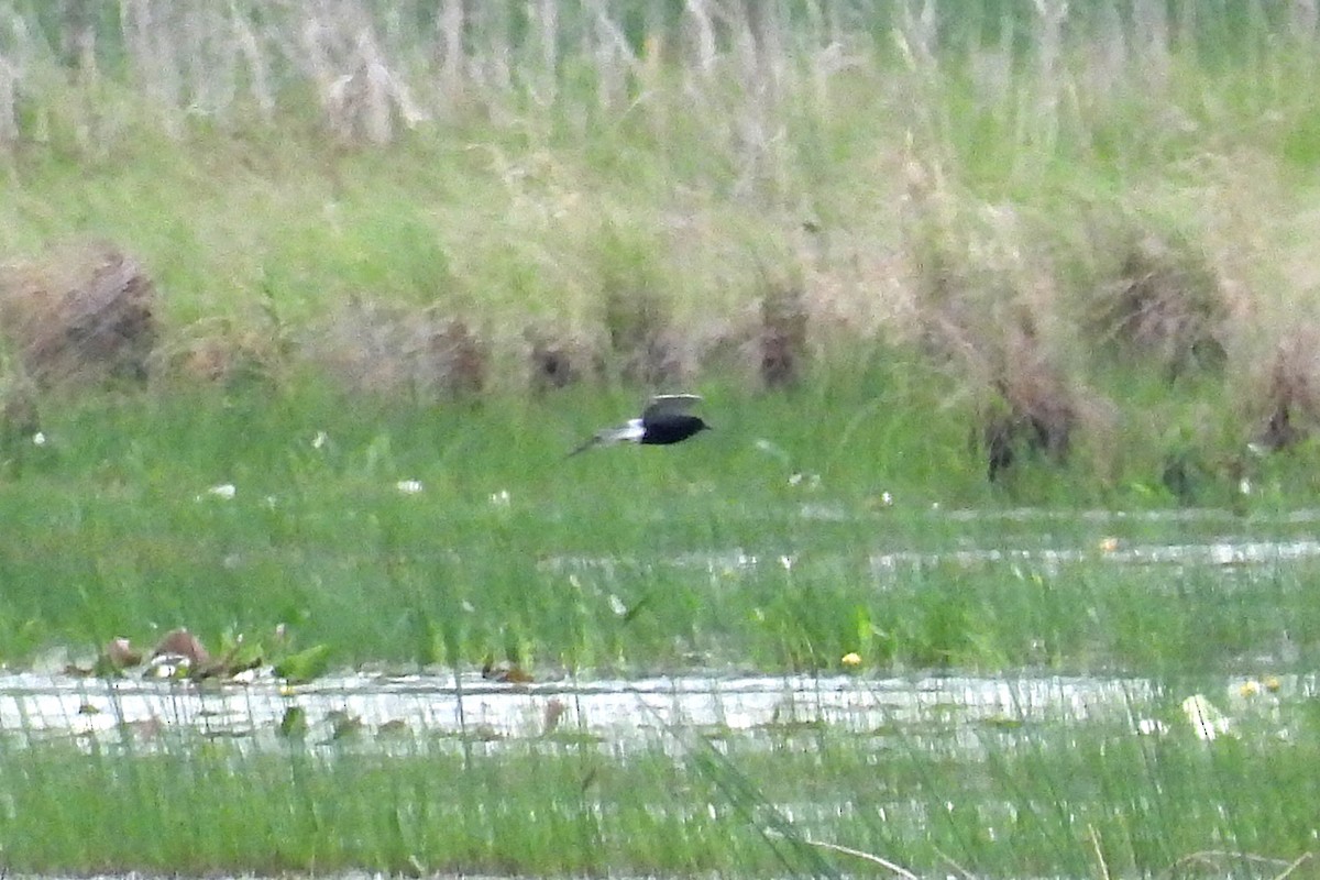 Black Tern - ML620647337