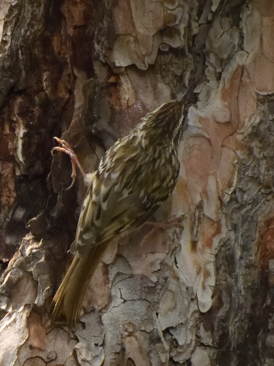 Short-toed Treecreeper - ML620647338