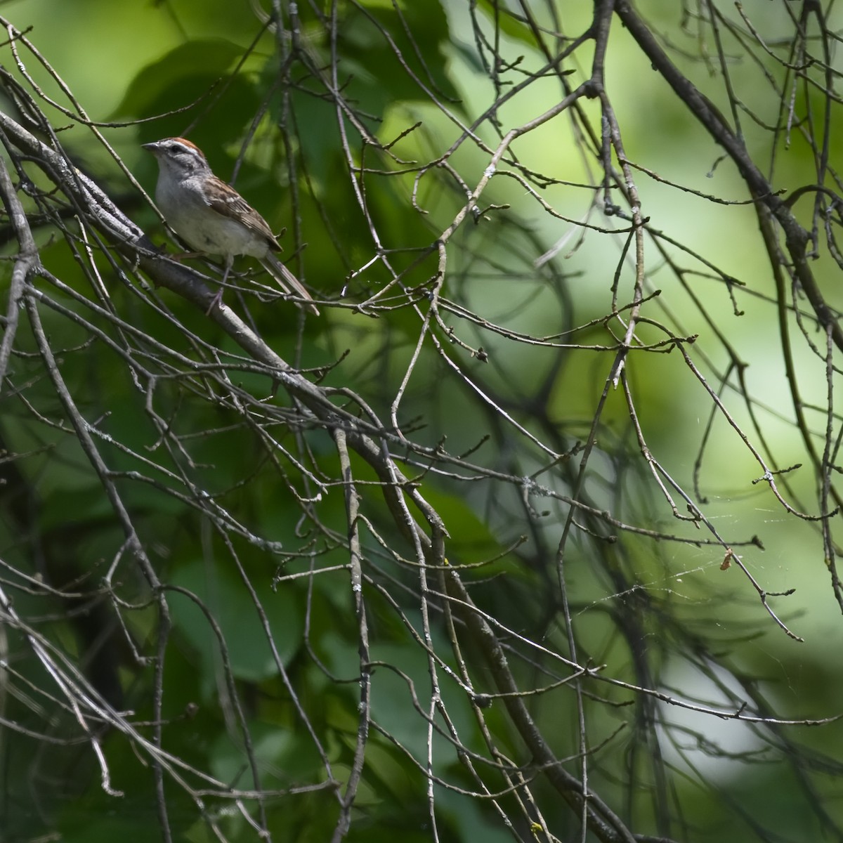 Chipping Sparrow - ML620647339