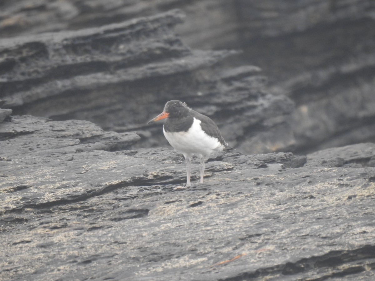 Eurasian Oystercatcher - ML620647340