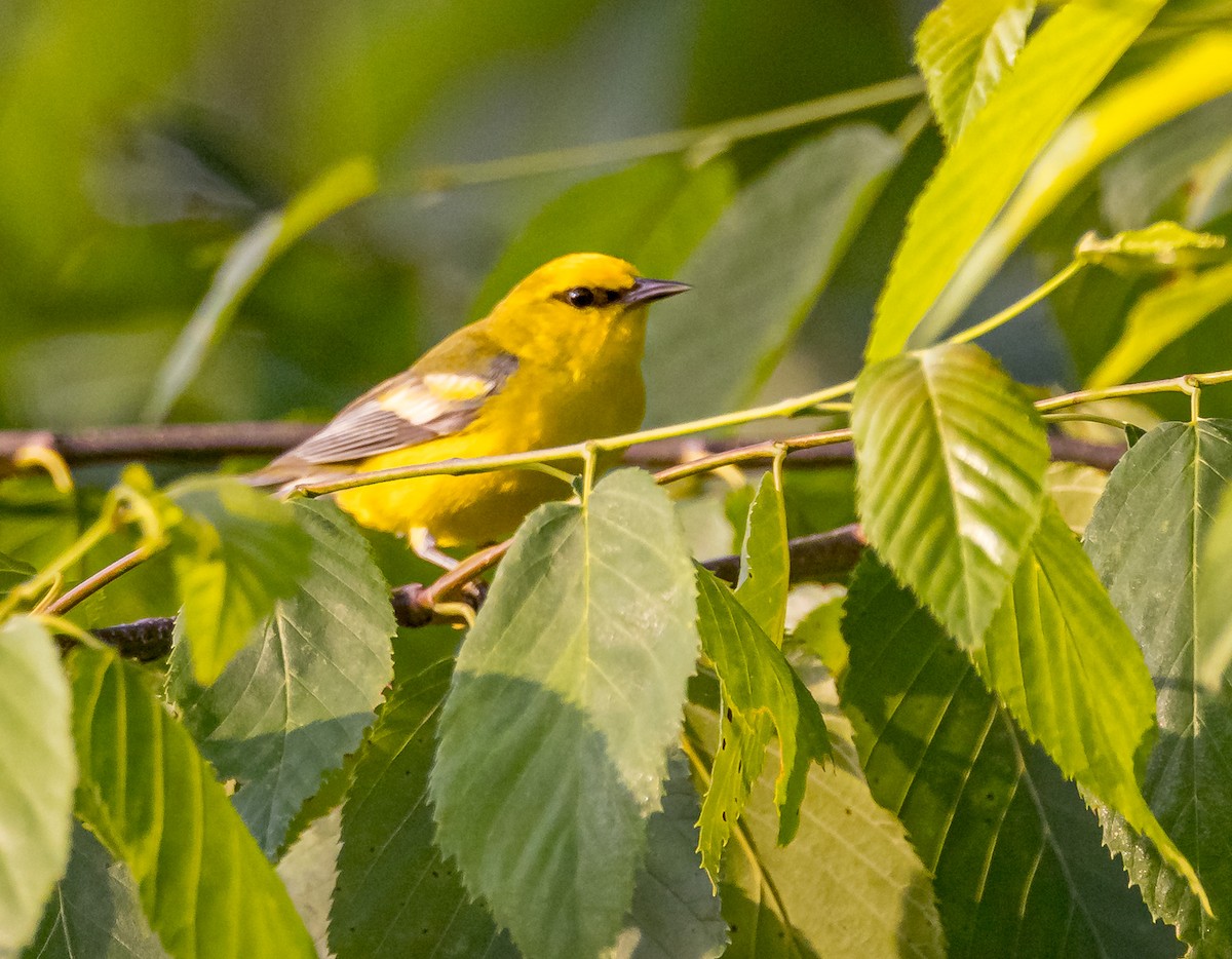 Blue-winged Warbler - ML620647342