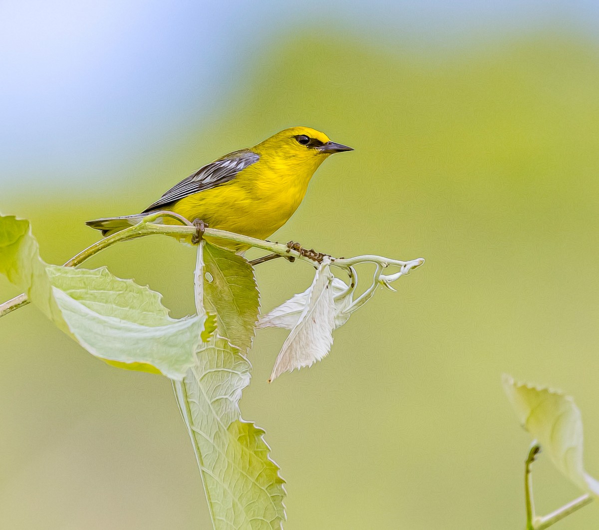 Blue-winged Warbler - ML620647343