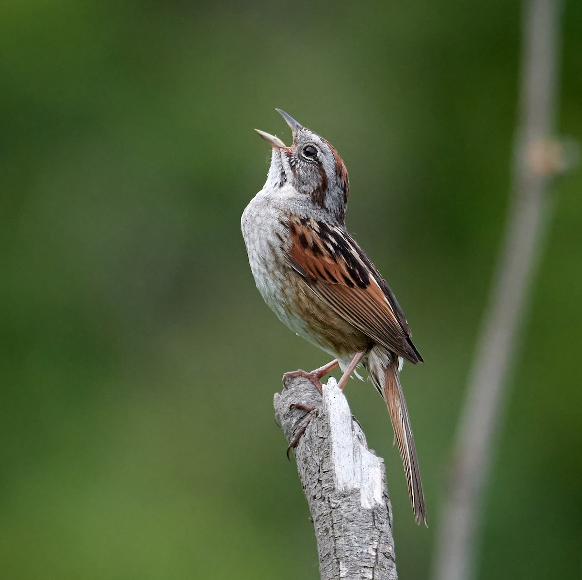 Swamp Sparrow - ML620647345