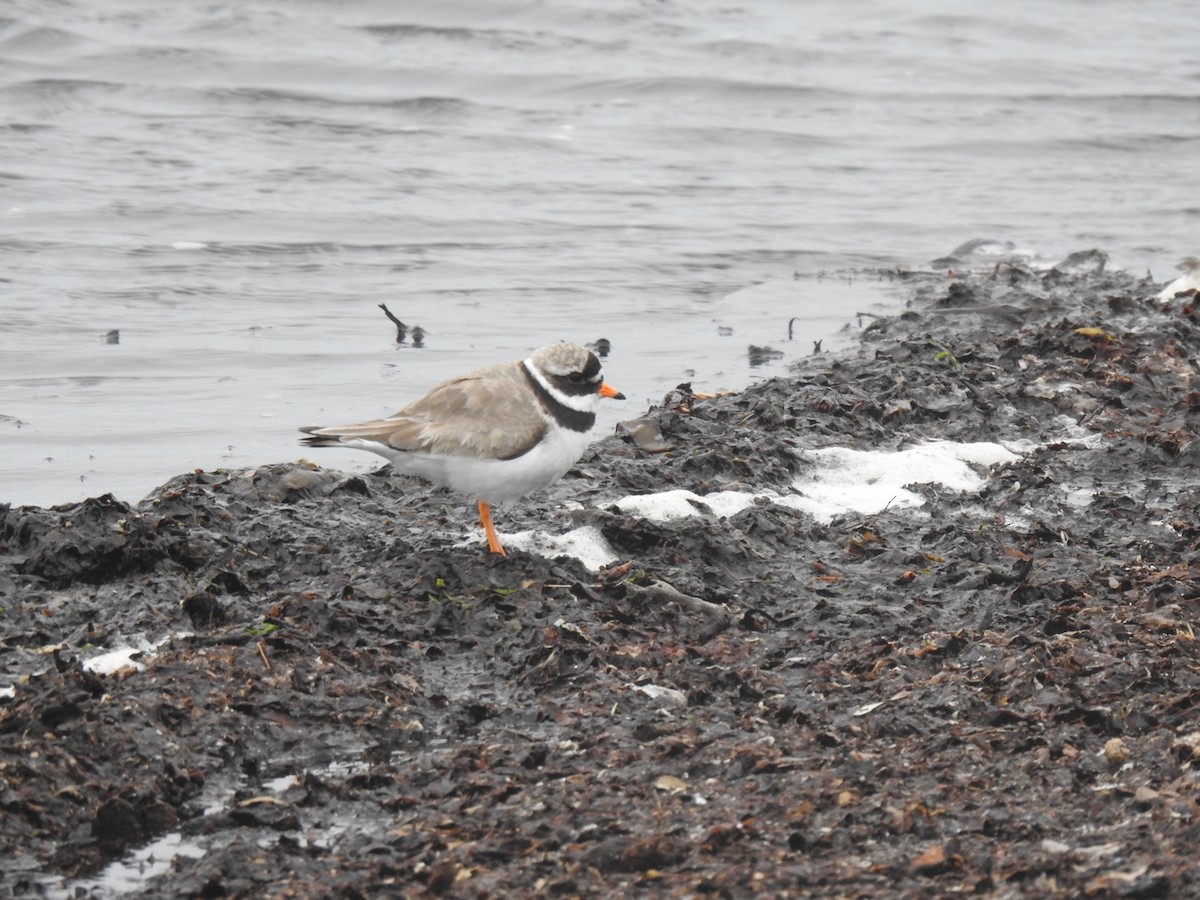 Common Ringed Plover - ML620647346