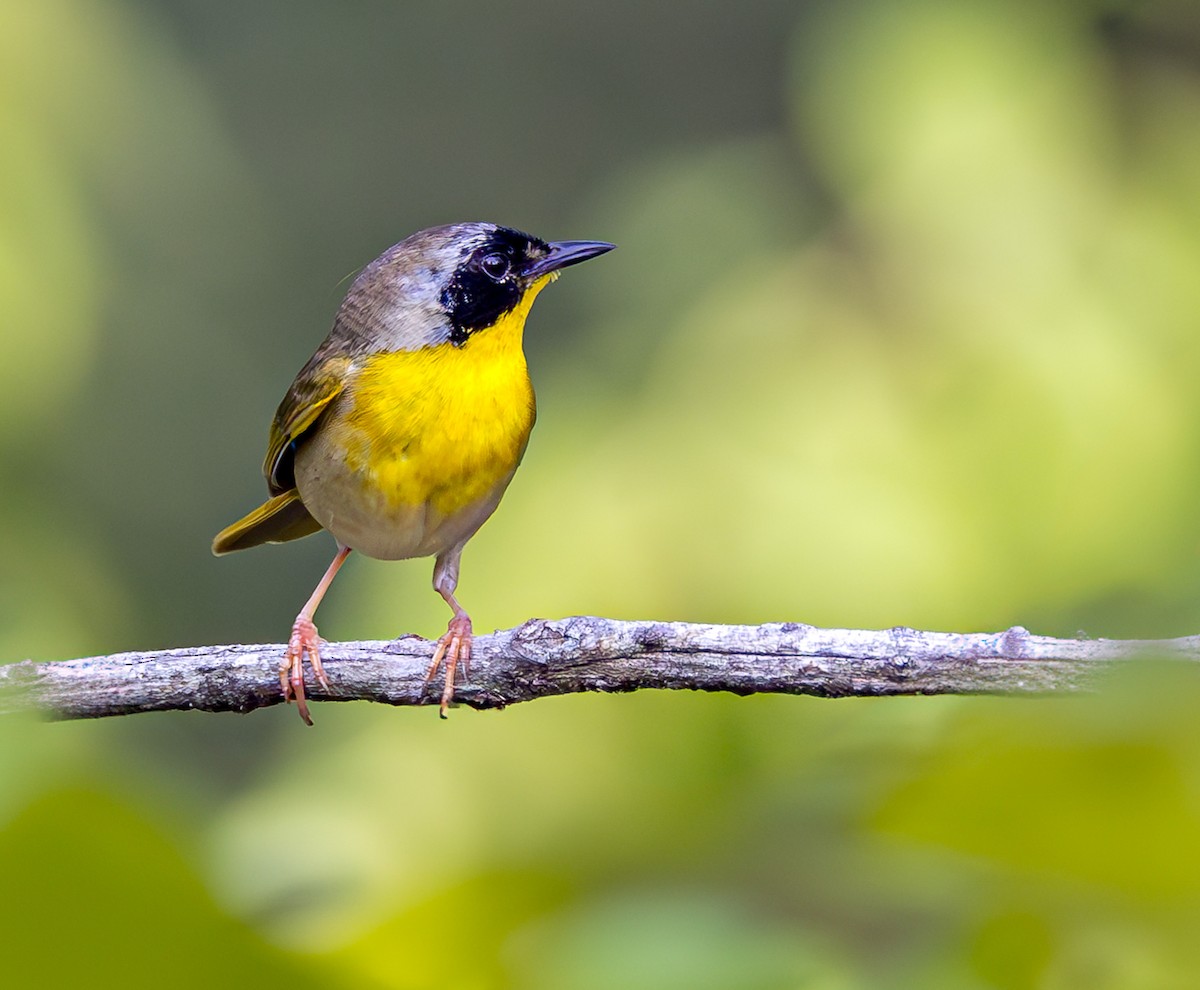 Common Yellowthroat - ML620647348