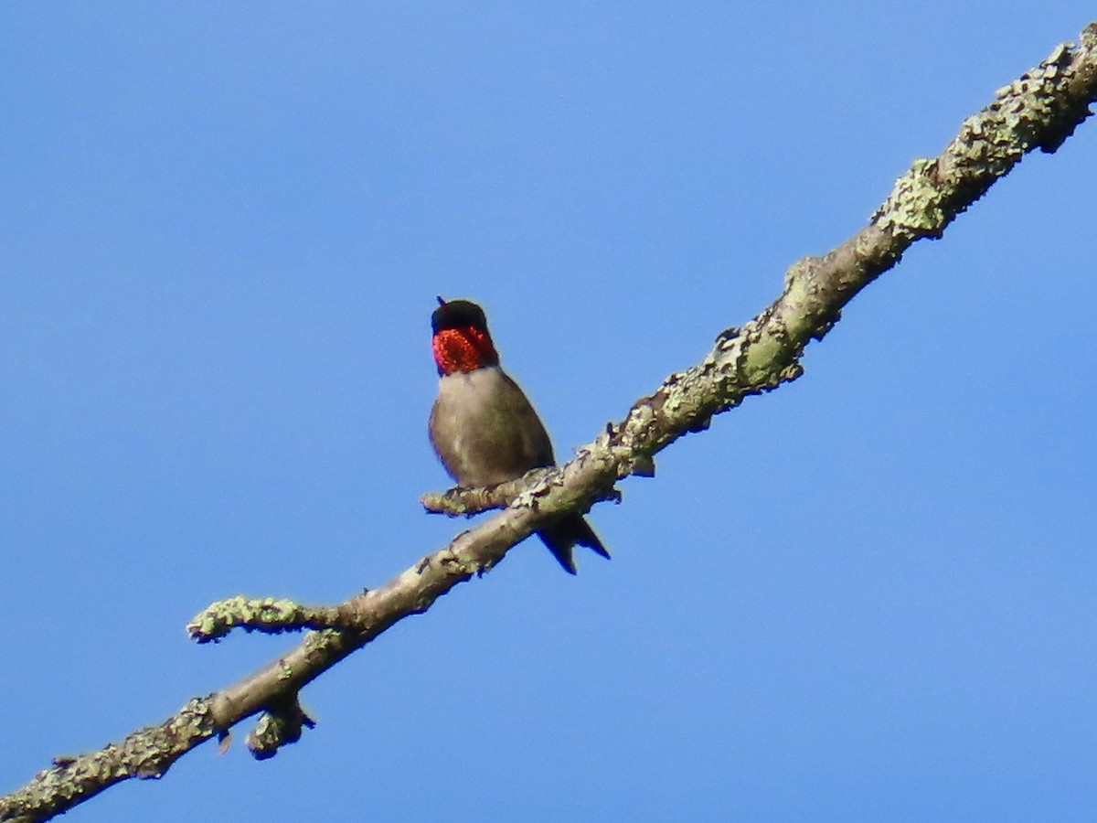 Colibri à gorge rubis - ML620647352