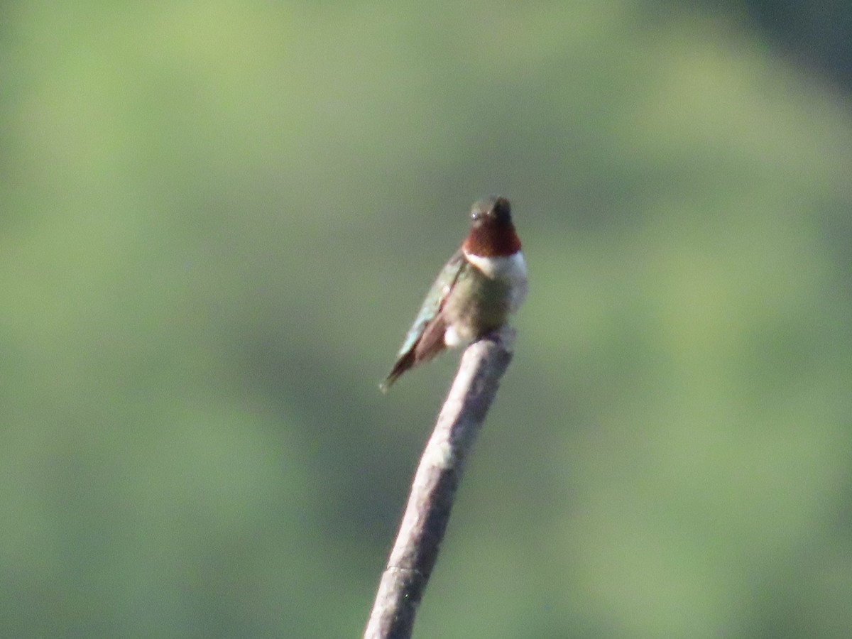 Colibri à gorge rubis - ML620647353