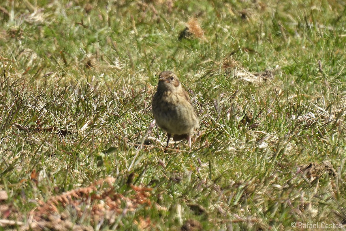 Dunnock - ML620647354