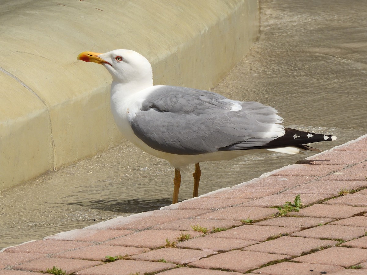 Yellow-legged Gull - ML620647355