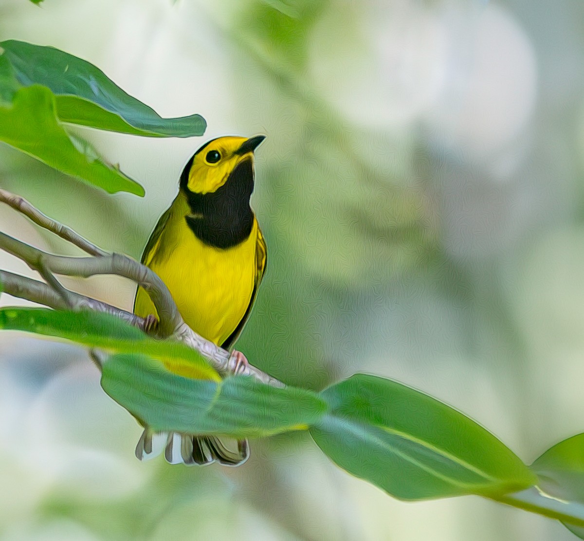 Hooded Warbler - Mike Murphy