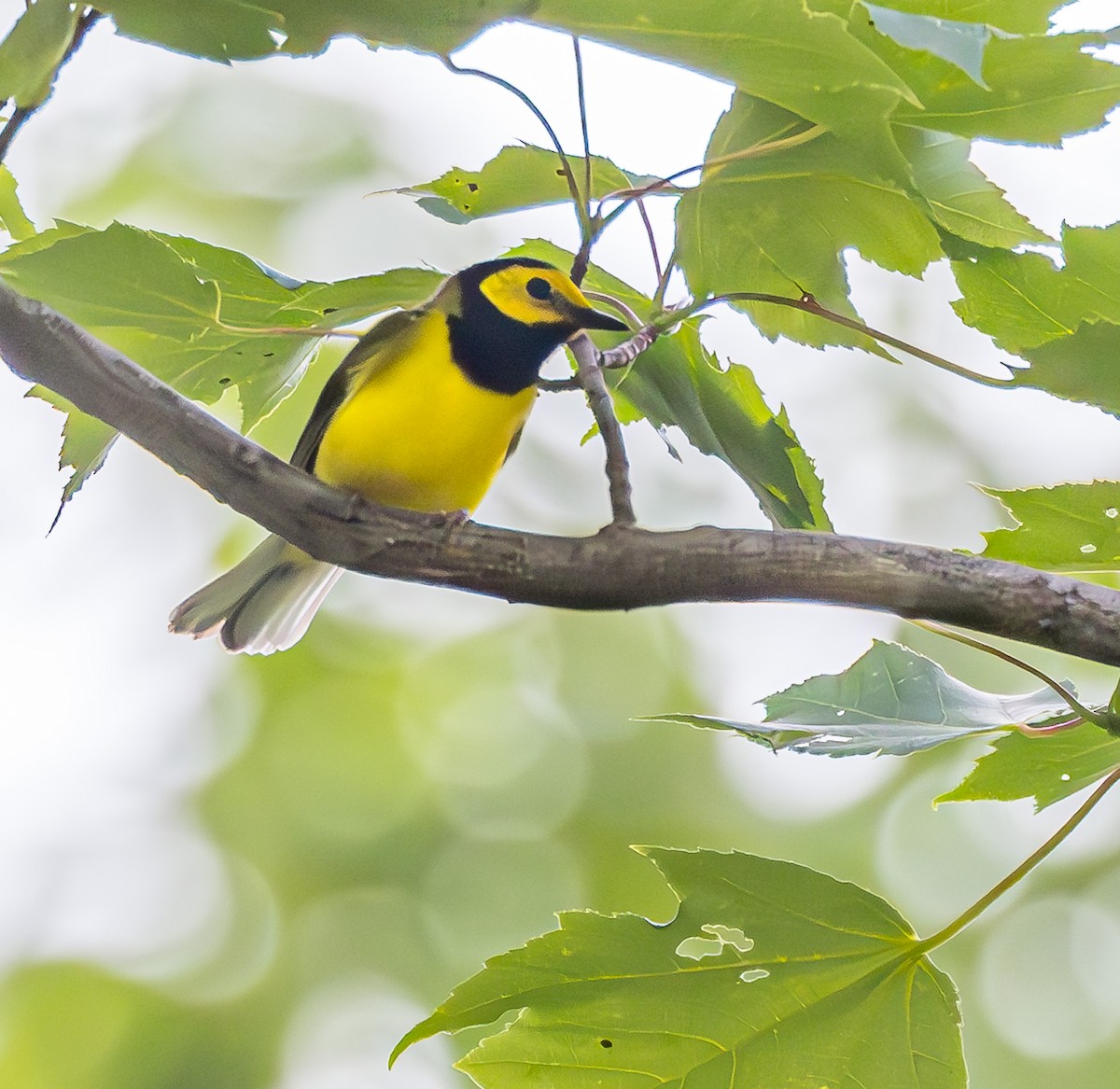 Hooded Warbler - ML620647359