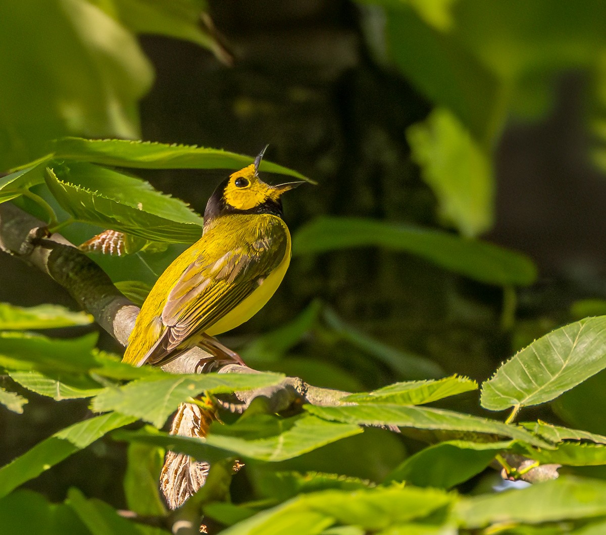 Hooded Warbler - Mike Murphy