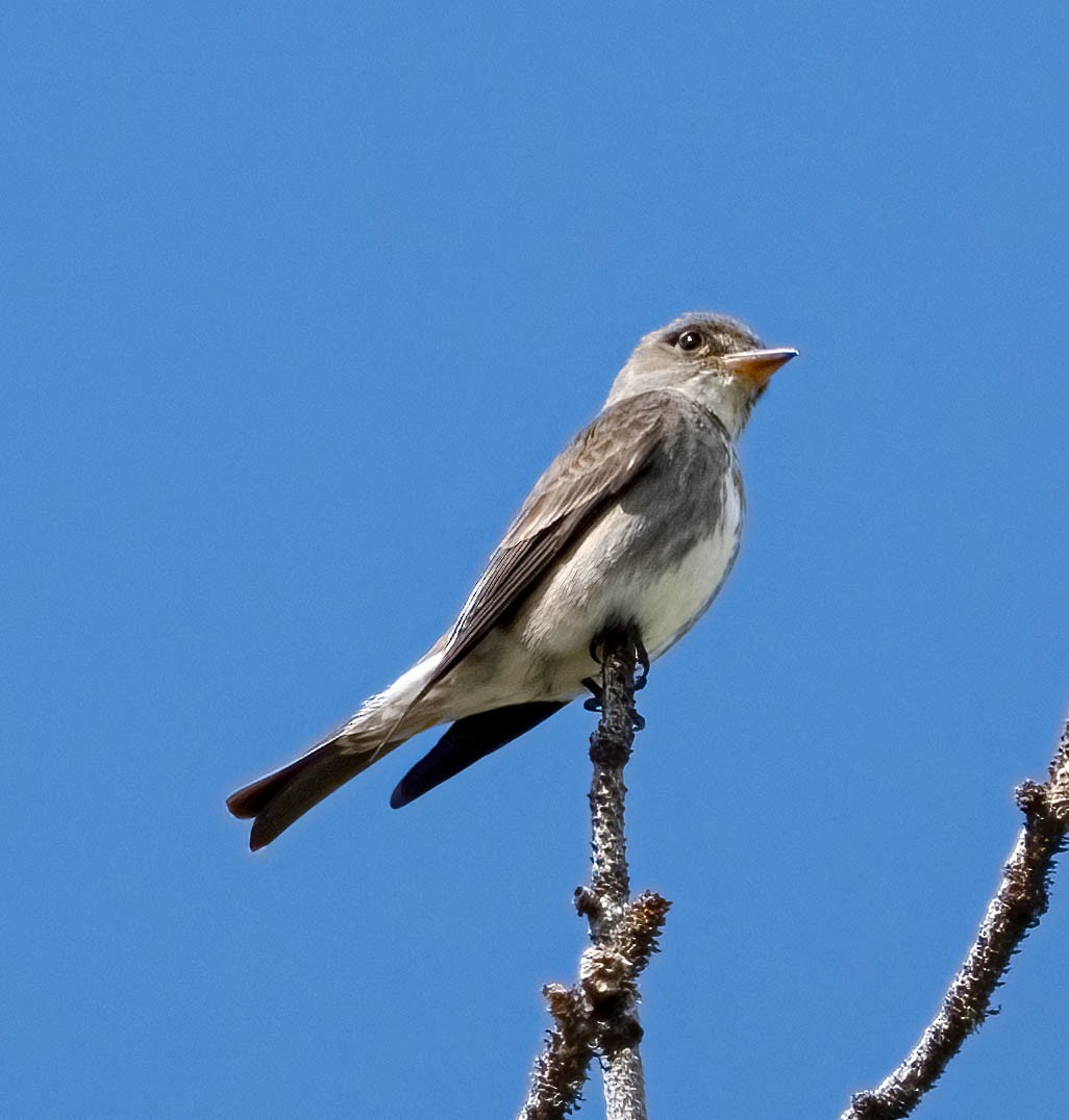 Olive-sided Flycatcher - ML620647362