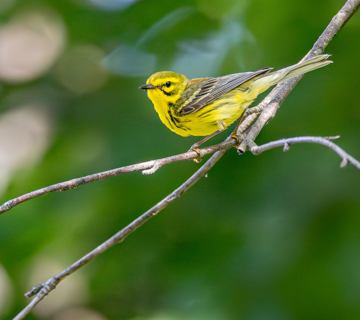 Prairie Warbler - ML620647367