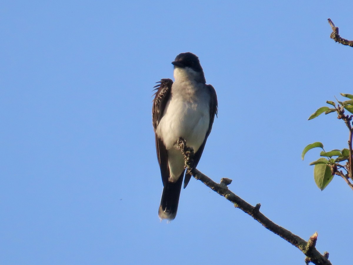 Eastern Kingbird - Angela Romanczuk