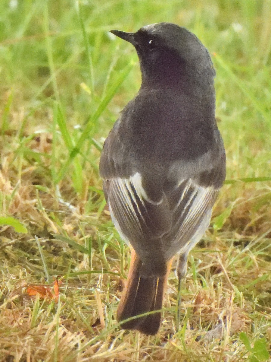 Black Redstart - Colin Fisher